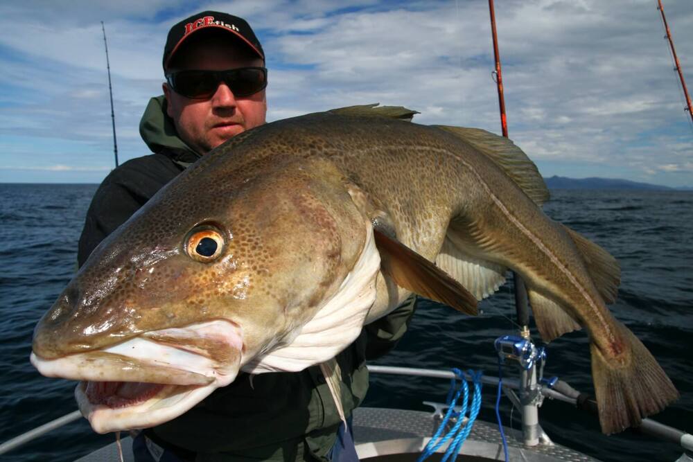 chytání dravých ryb na přívlač v Norsku