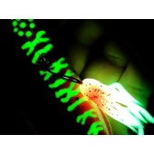 SG Swimsquid Inchiku 9,7cm 150g Blue Pink Glow